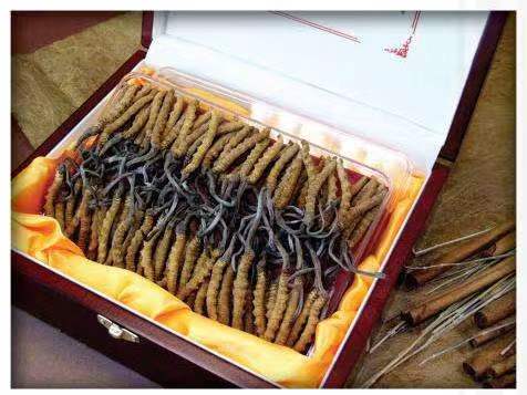 细河冬虫夏草回收